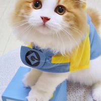 猫の飼い主コミュニティ【株式会社nyans公式】